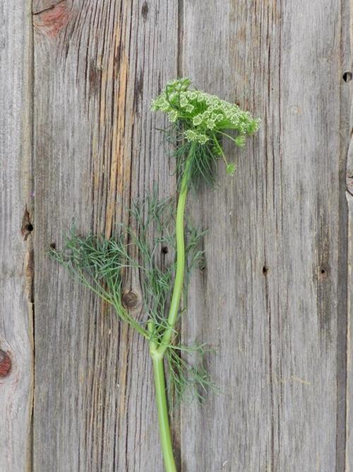 GREEN MIST QUEEN ANNE`S LACE